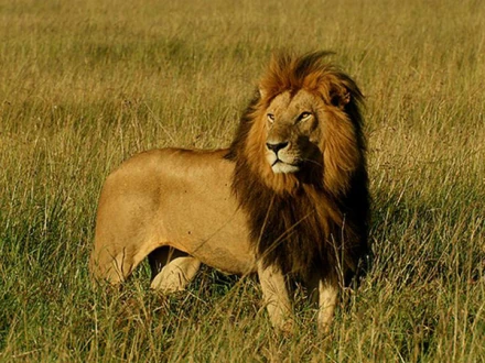 Kenya Lion