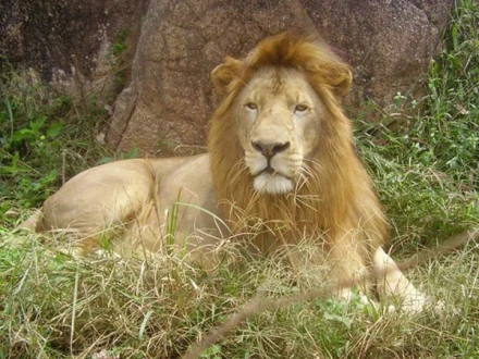 Cameroon Lion