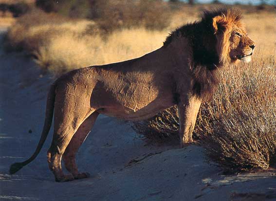 Kalahari Lion