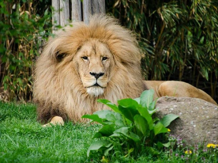 Angolan Lion