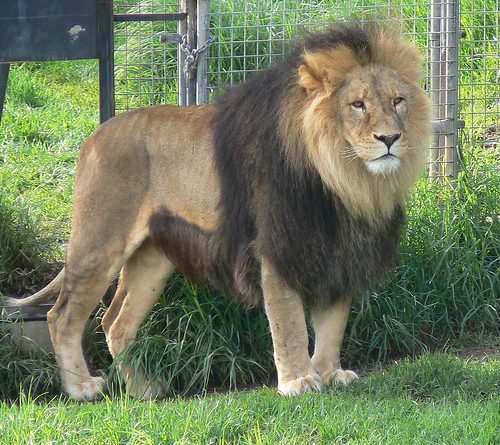 Barbary Lion