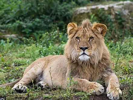 Congo Lion