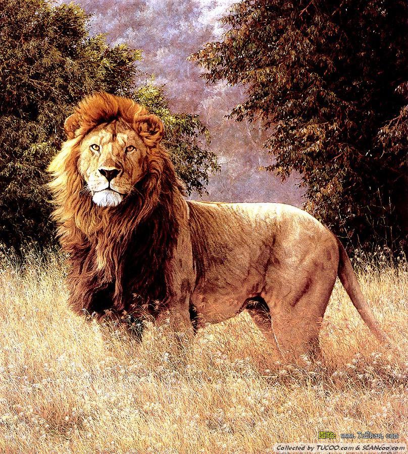 European Lion