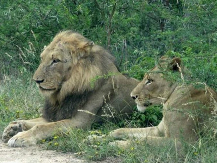 South African Lion