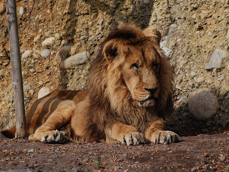 Panthera leo persica