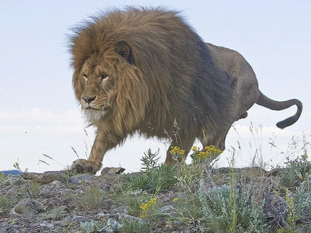 Barbary Lion