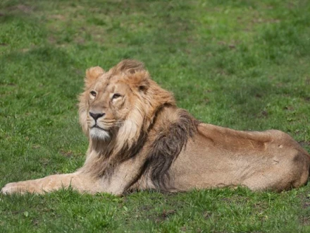 Asiatic Lion