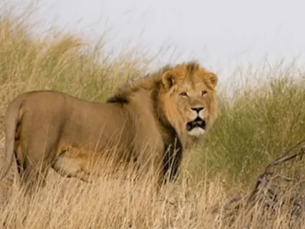 Kalahari Lion