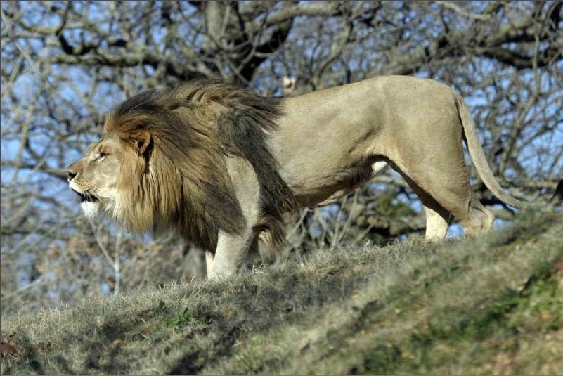Congo Lion