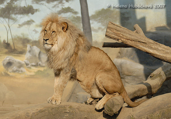Angolan Lion