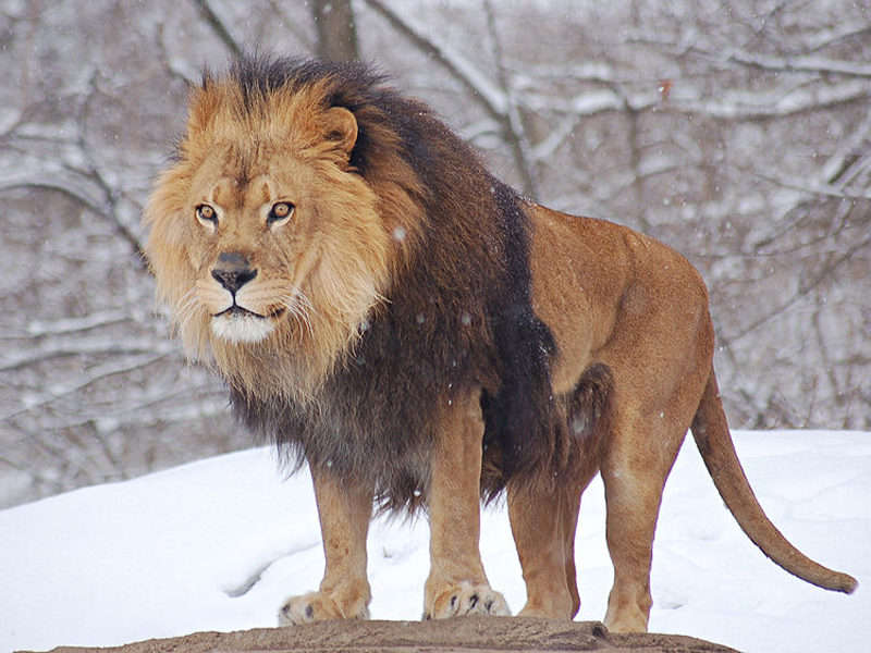 Panthera leo leo