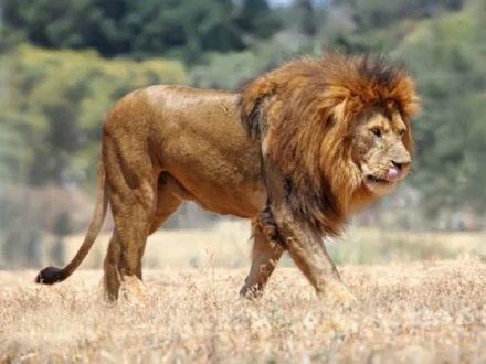 West African Lion