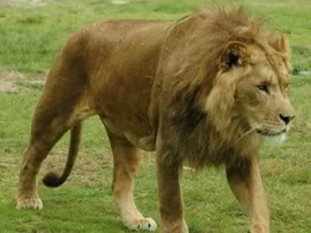 Somali Lion